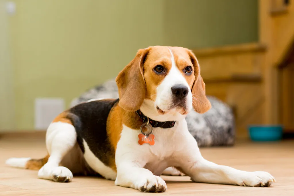 beagle seduto