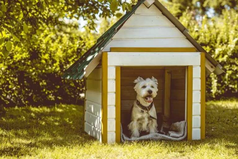 cuccia fai da te per cani