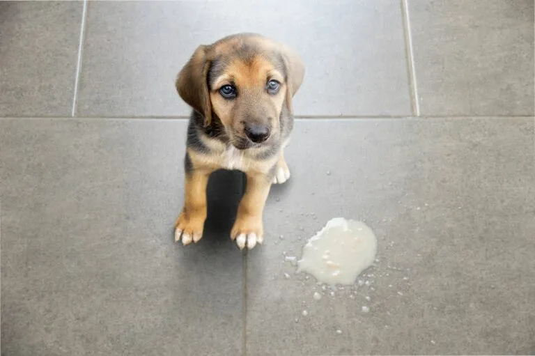 gastrite nel cane