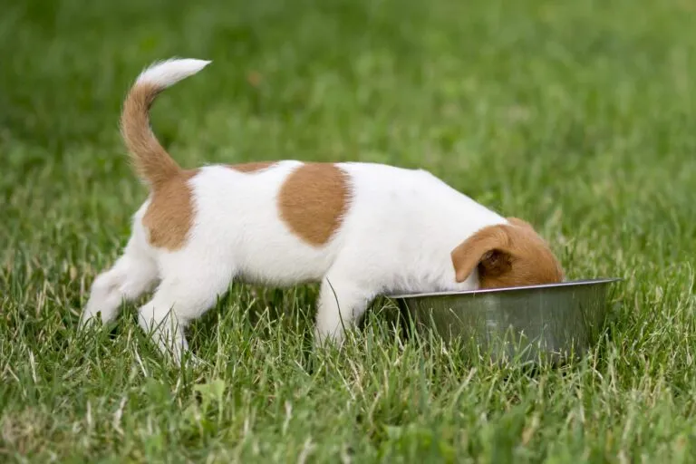 quanto deve mangiare un cucciolo