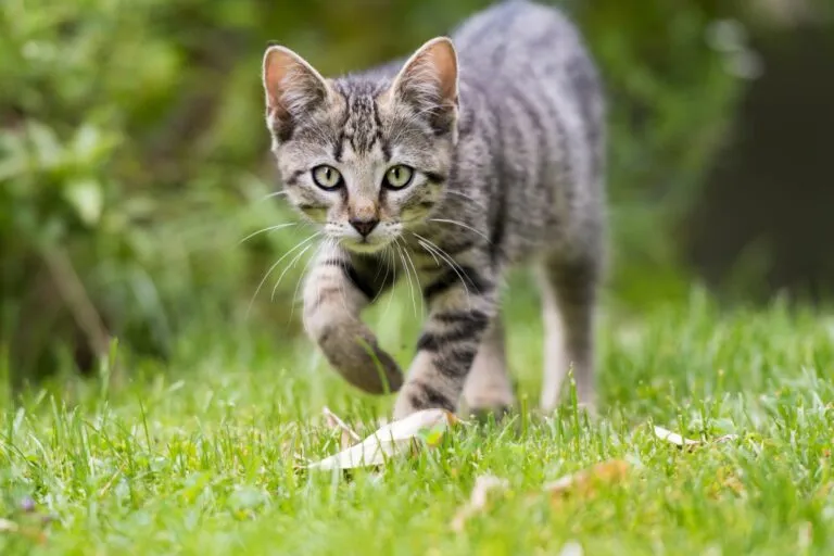 gatto domestico fuori casa