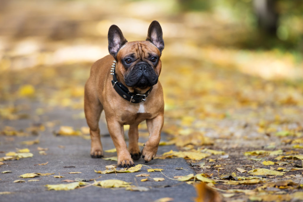 bulldog francese a passeggio