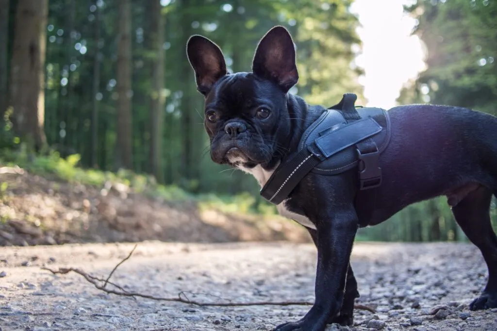 bulldog francese nero con pettorina