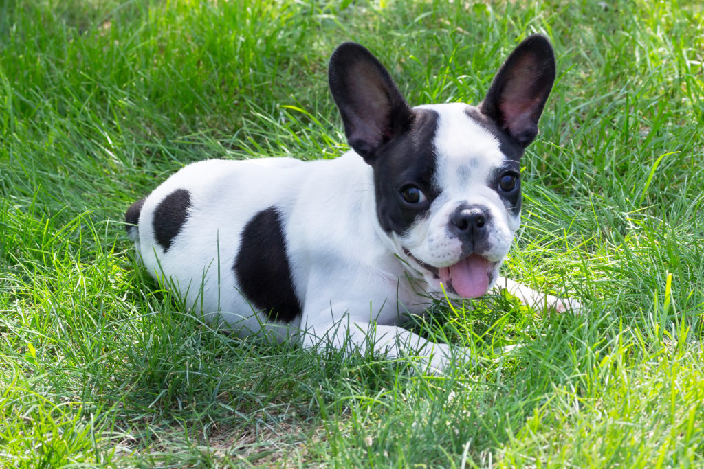 cucciolo bulldog francese