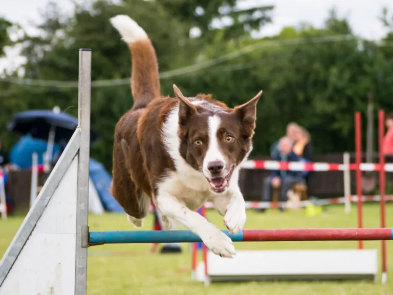 sport per cani