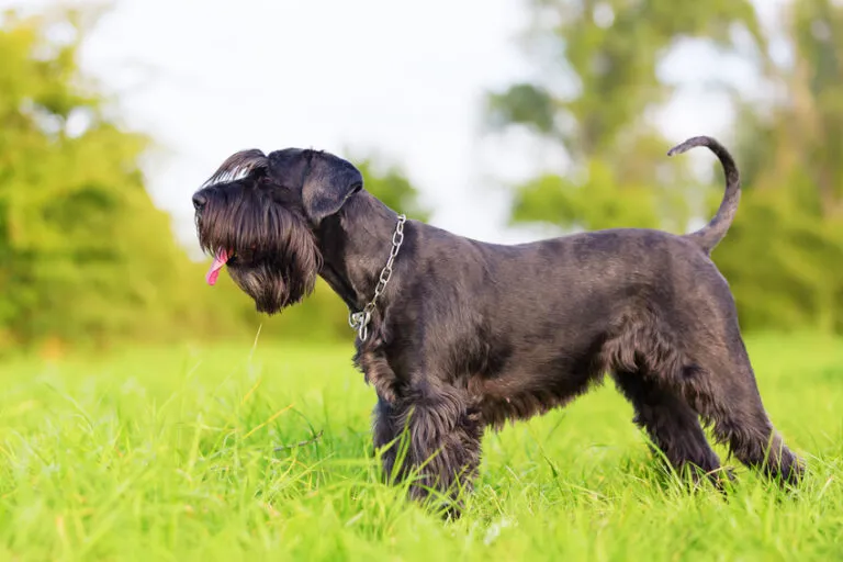 Schnauzer