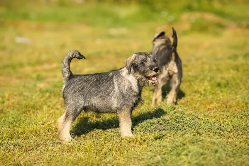 schnauzer che giocano insieme