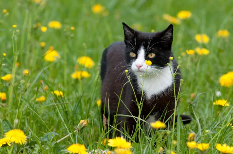 togliere zecche al gatto