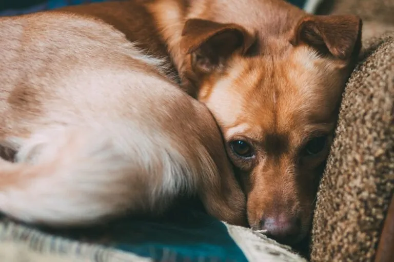 depressione cane