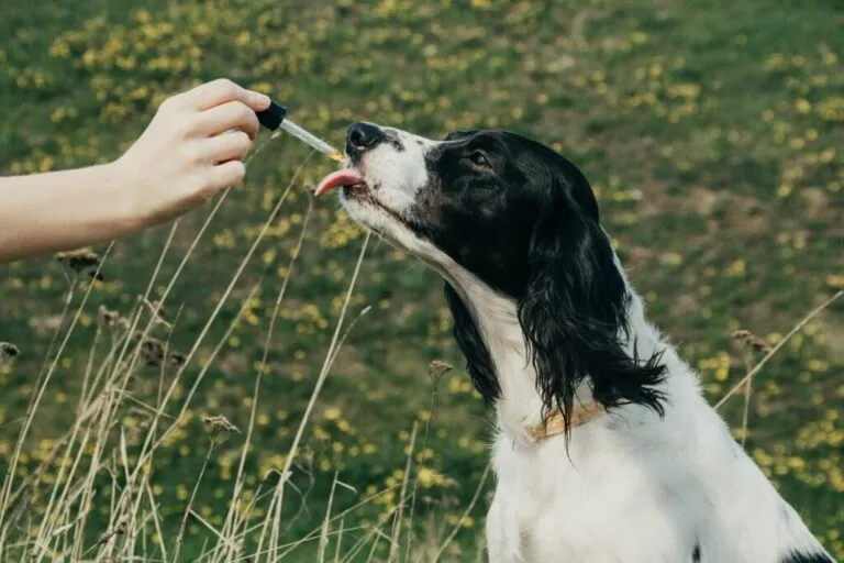 fiori di Bach per cani