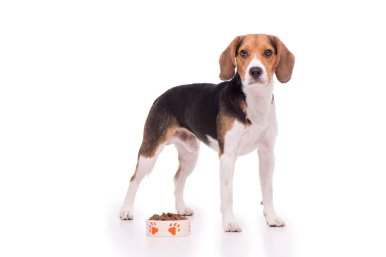 alimentazione del Beagle