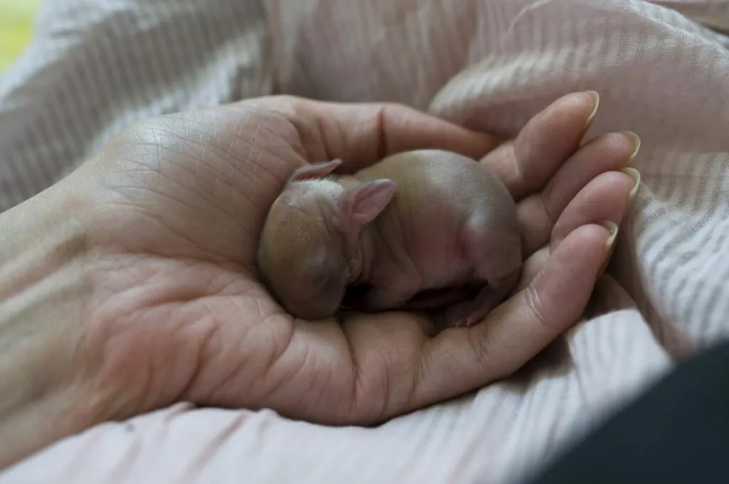 Calcolare l'età del coniglio cucciolo