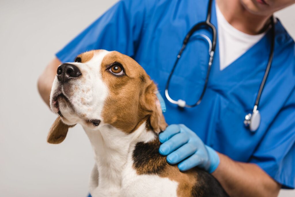 I dolori articolari nel cane: cause e rimedi