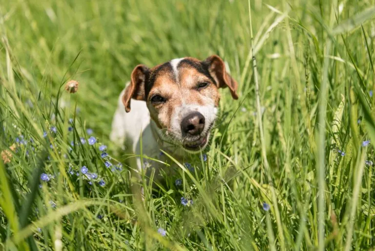 perché il cane mangia l'erba