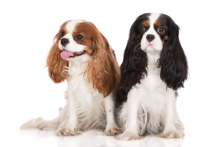 cavalier-king-spaniel-spaniel