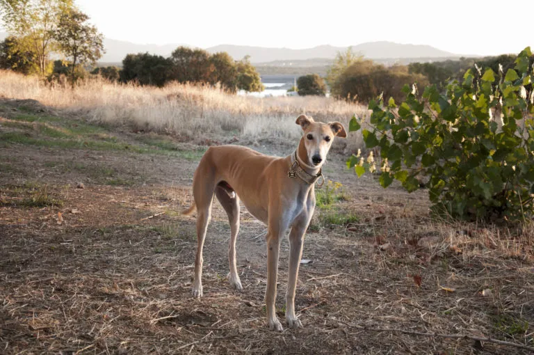 galgo español