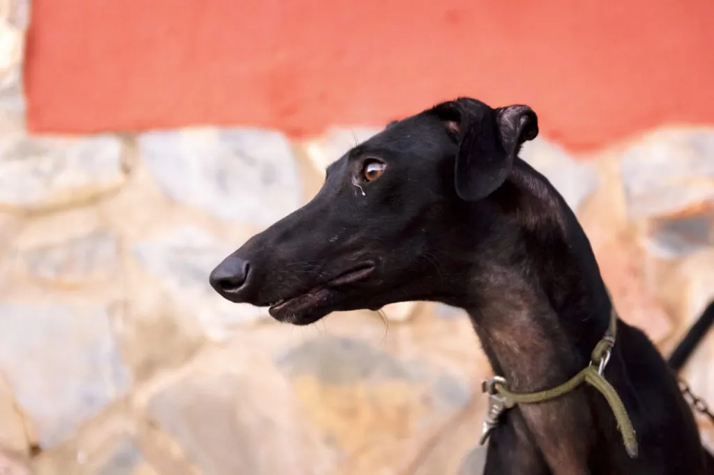 galgo spagnolo nero