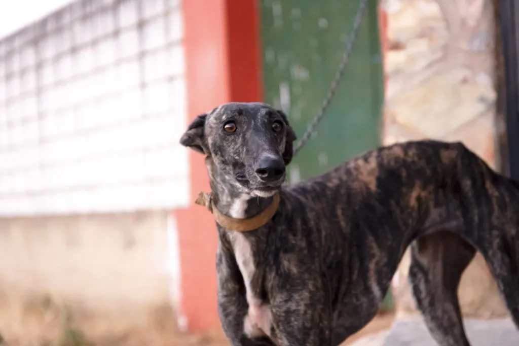 galgo spagnolo tigrato