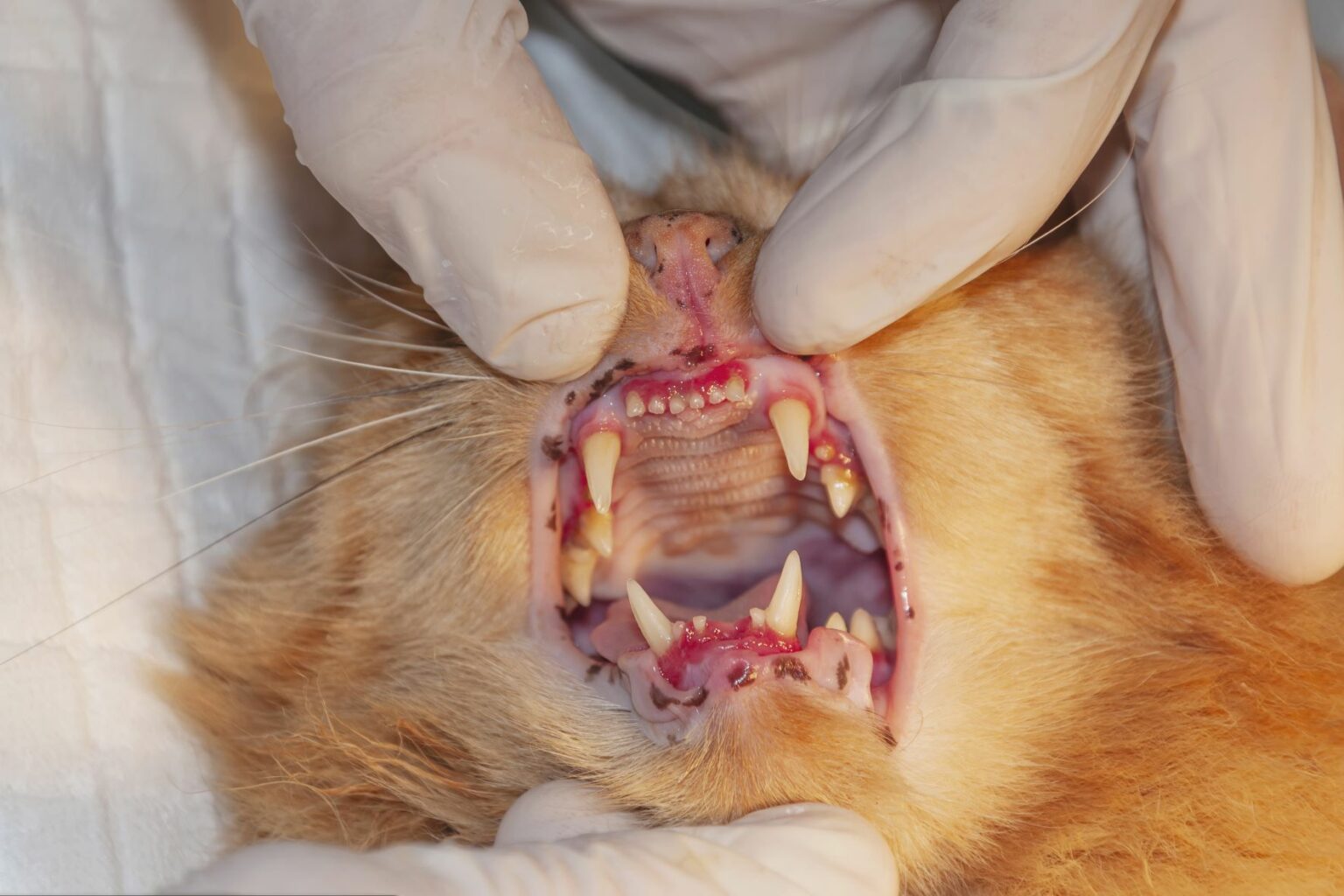 gatto con leucemia felina (feLV)
