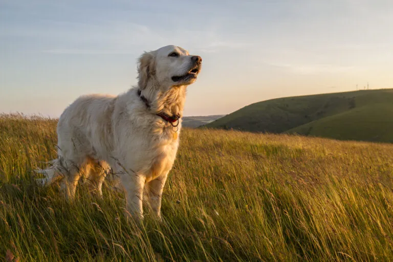 Golden Retriever in un prato al tramonto