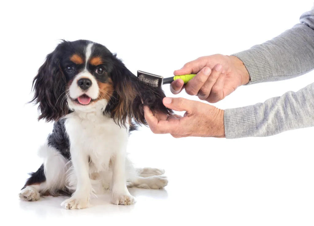 spazzola-tosatrice-per-cavalier-king-charles-spaniel