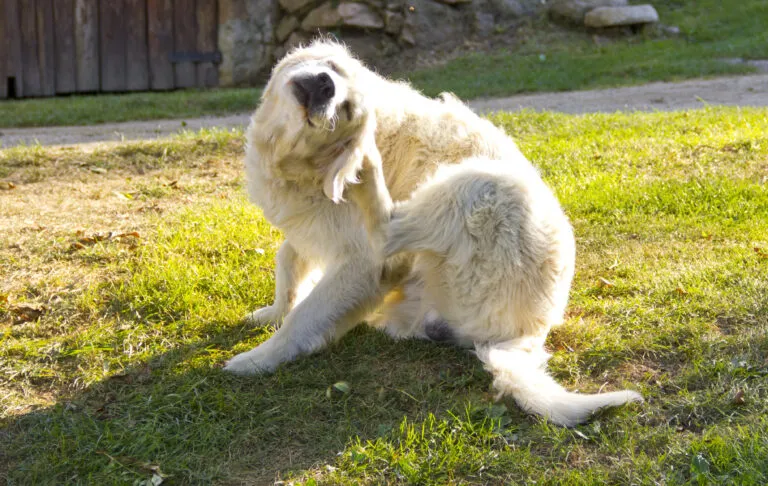 Golden retriever con dermatite atopica