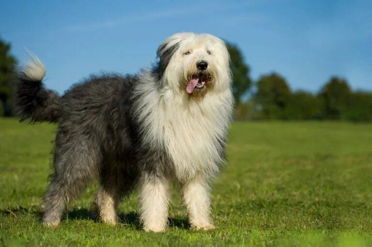 Bobtail in piedi in giardino