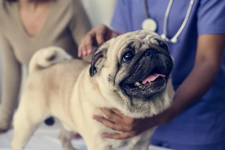 cane dal veterinario