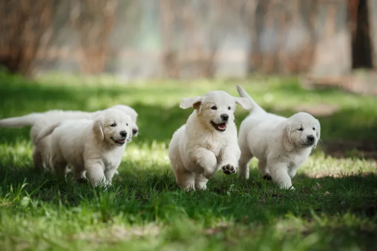 Cuccioli Golden retriever corrono in prato