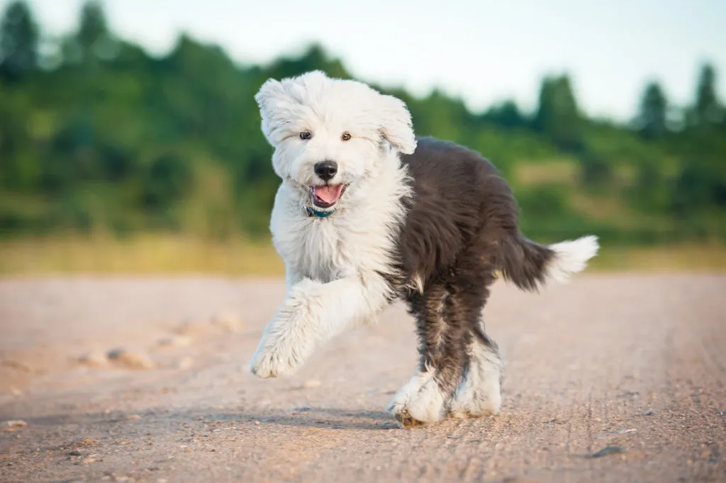 cucciolo di Bobtail