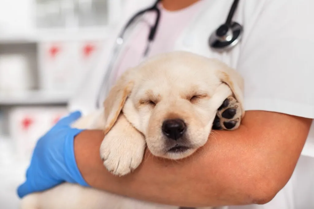 cucciolo di cane con cimurro