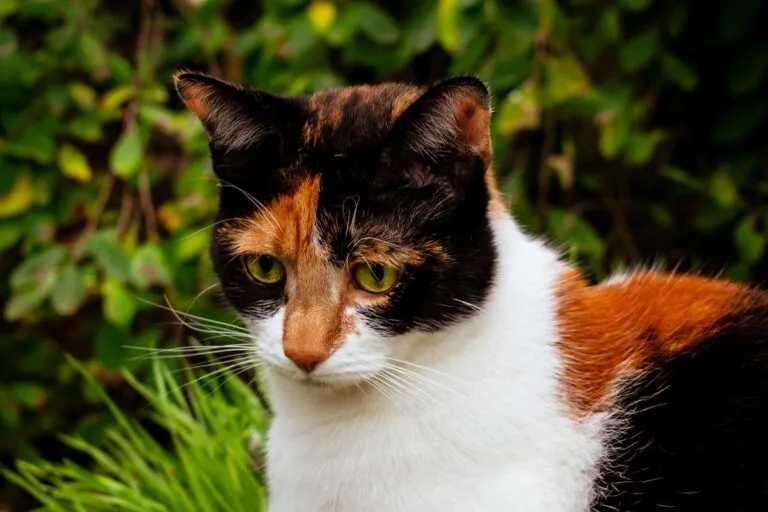 foto gatto tricolore