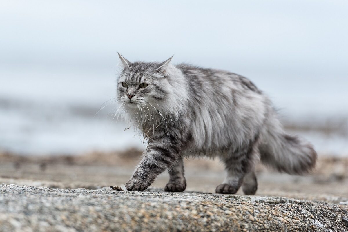 gatto siberiano grigio argento