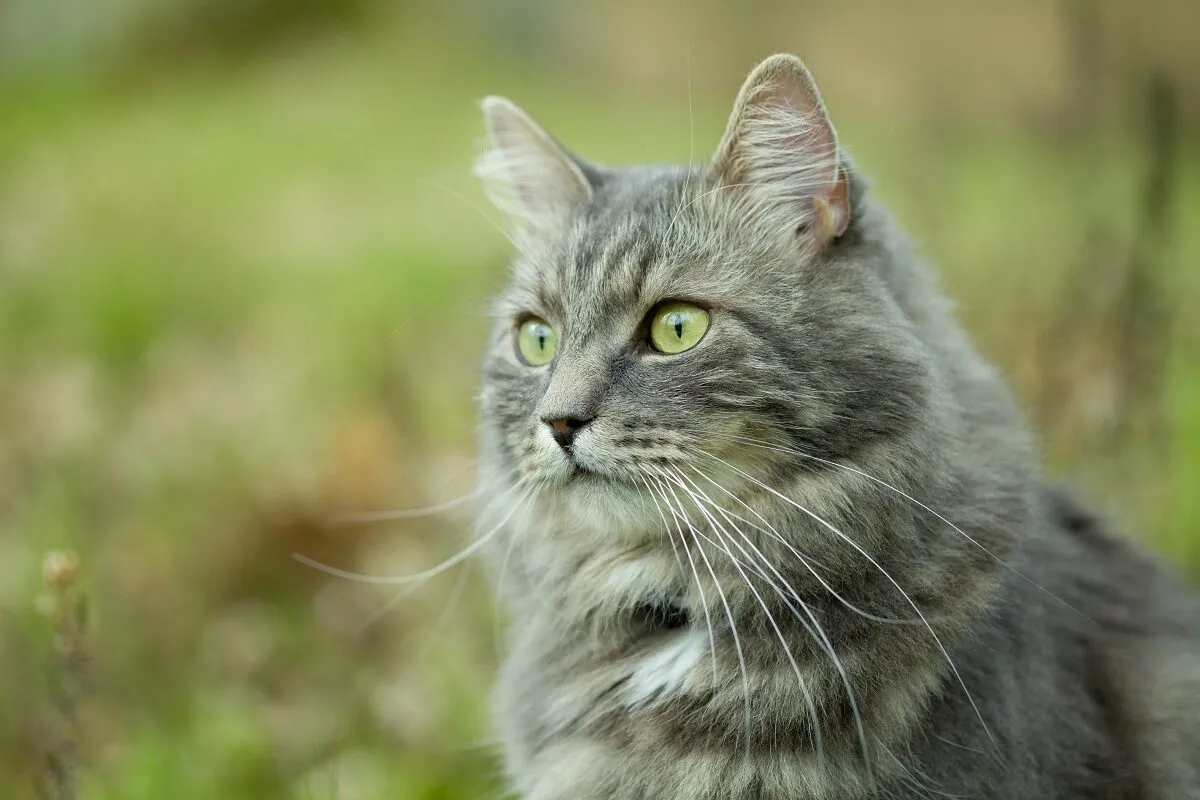 Gatto siberiano occhi verdi