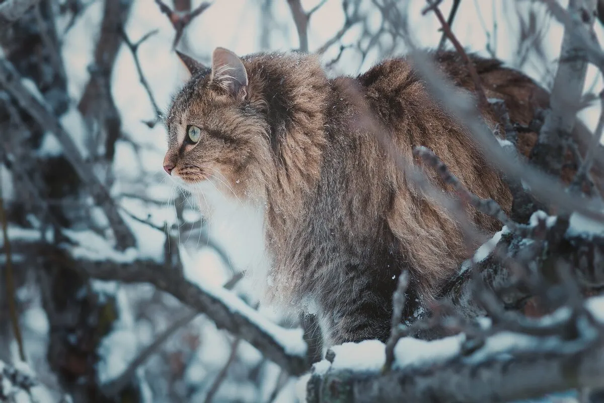 gatto siberiano osserva