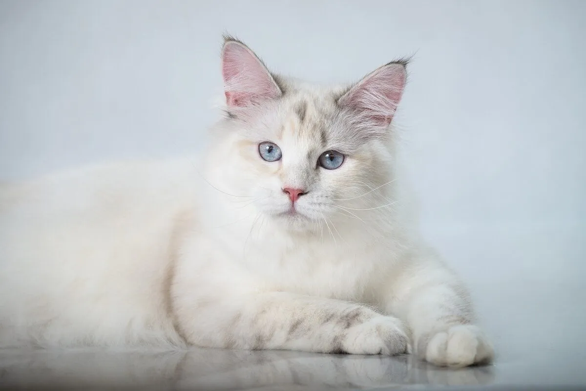 Gatto Siberiano tabby point