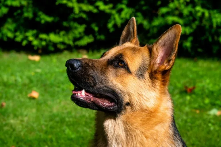 la torsione dello stomaco nel cane