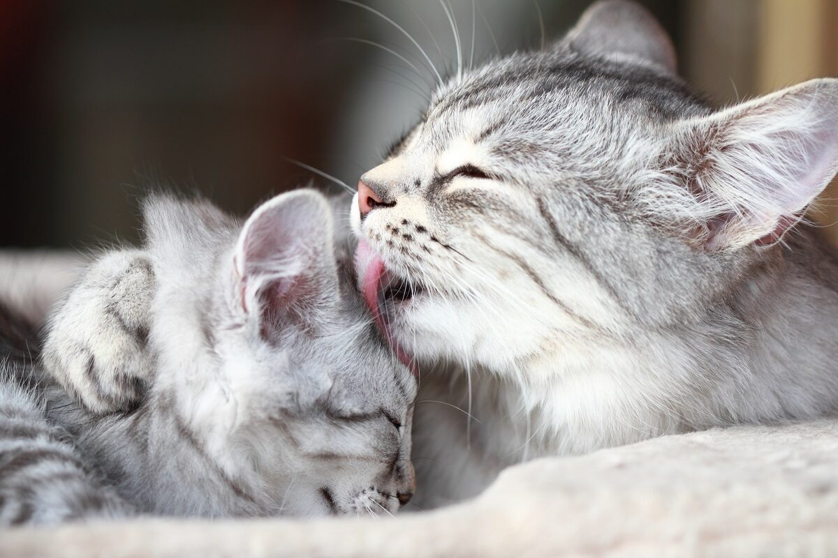 mamma e cucciolo di gatto siberiano argentati