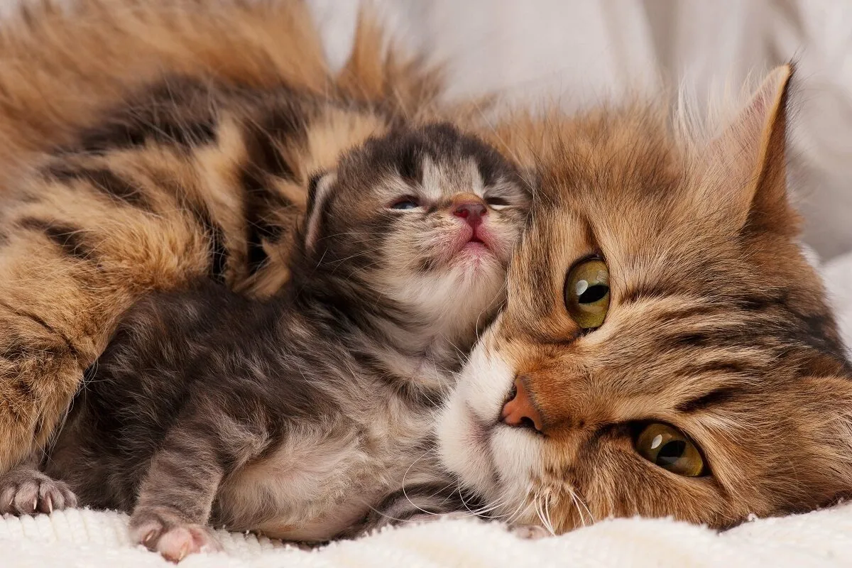 mamma gatto siberiano con cucciolo