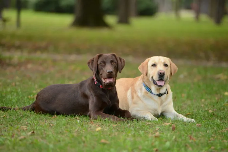 Metodi contraccettivi per cani