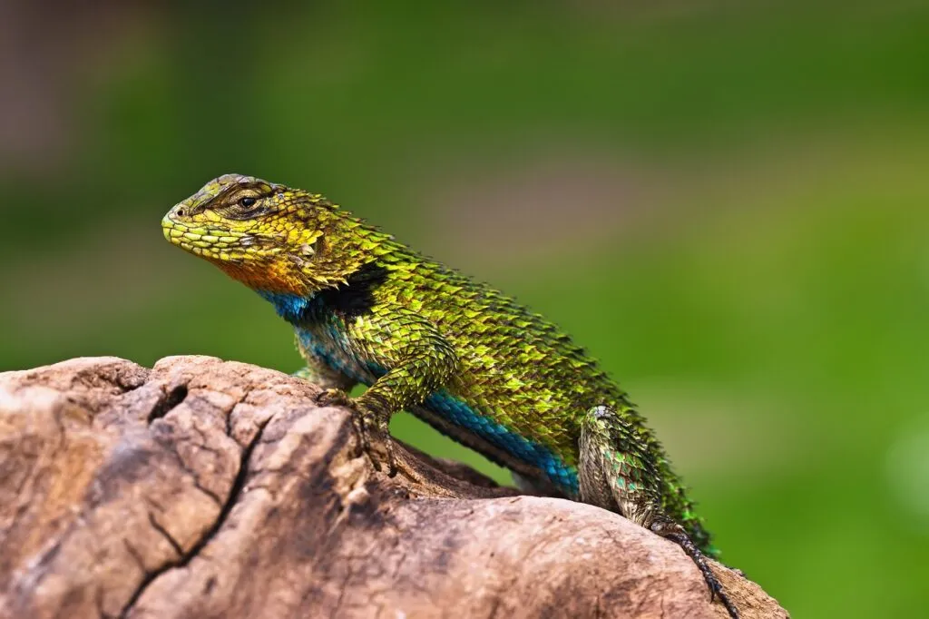 Iguana spinosa