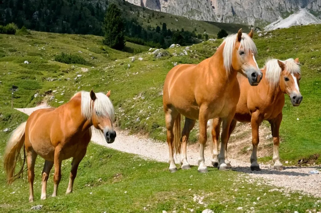 Cavallo Avelignese tra i pascoli