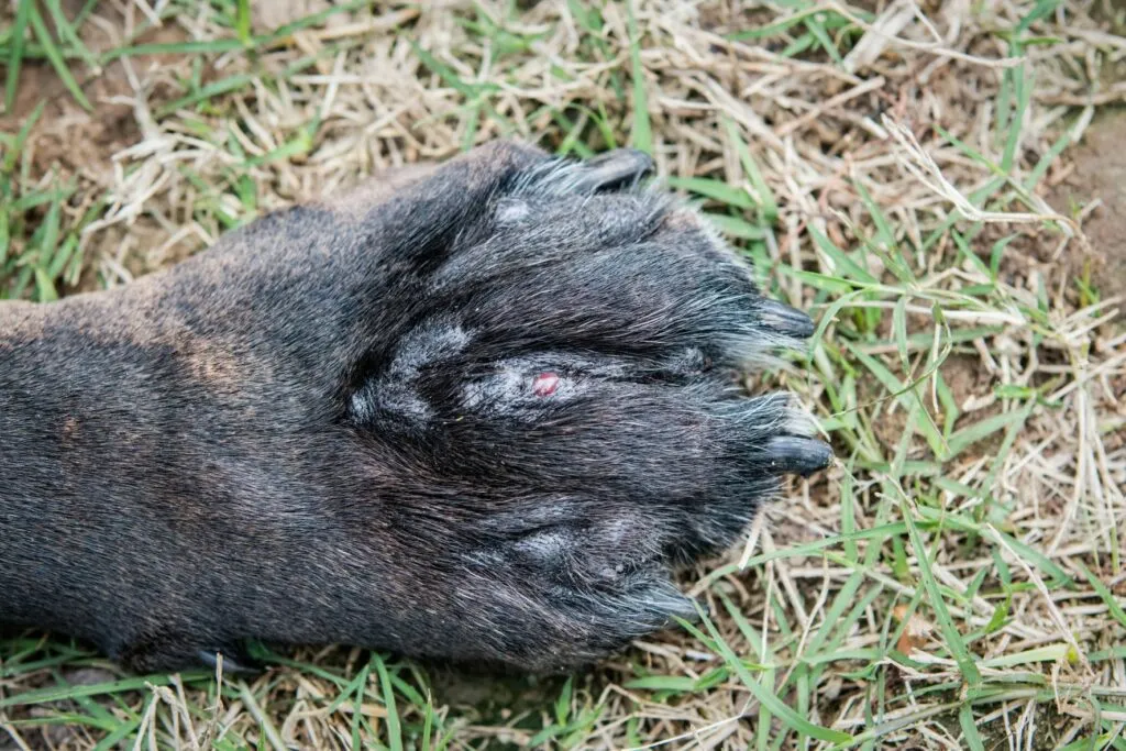 ascesso sulla zampa del cane