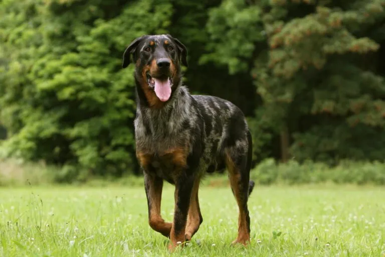 beauceron cammina nel prato