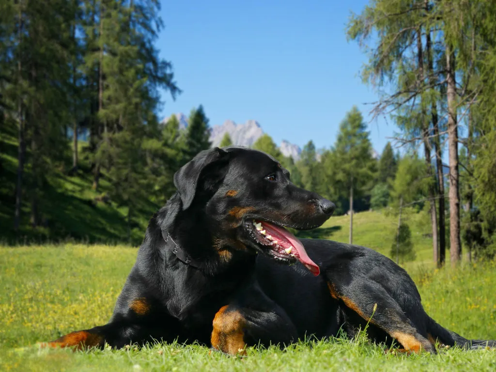 beauceron nel prato