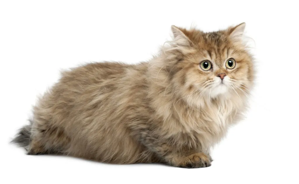 british longhair di 4 mesi