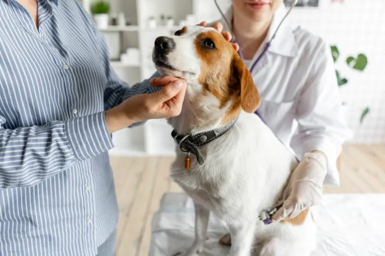 cane dal veterinario per esame cistite