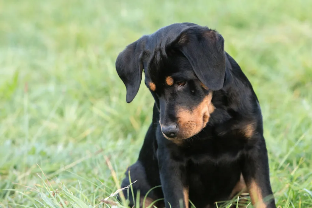 cucciolo di beauceron