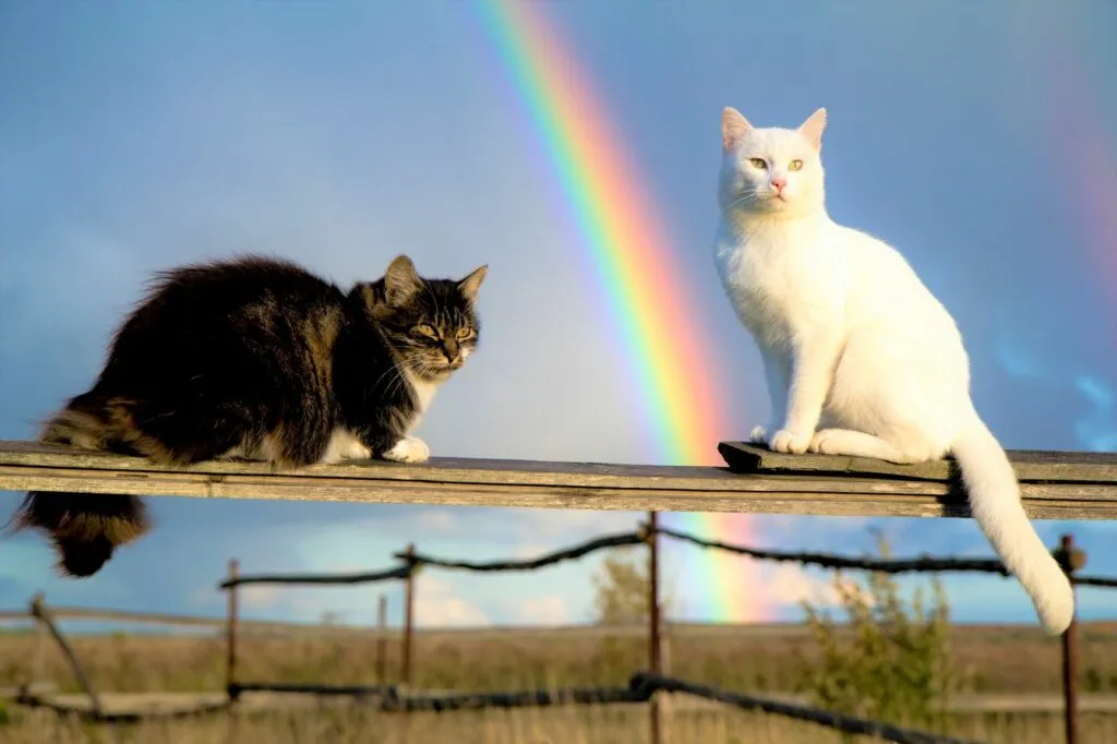 gatti con arcobaleno