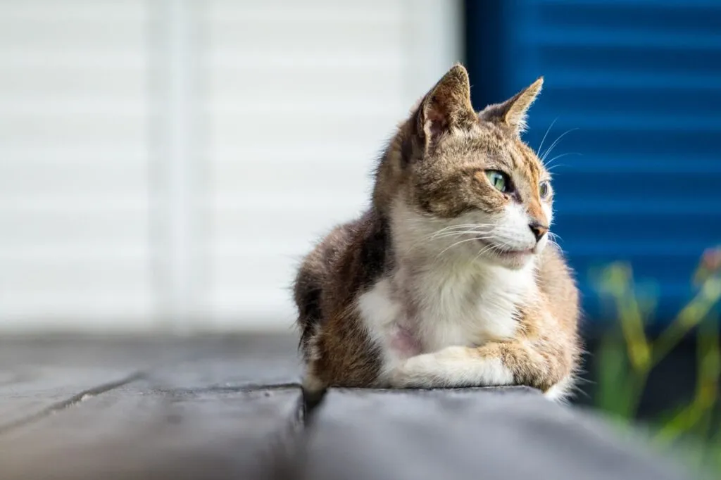 gatto anziano sdraiato all'aperto